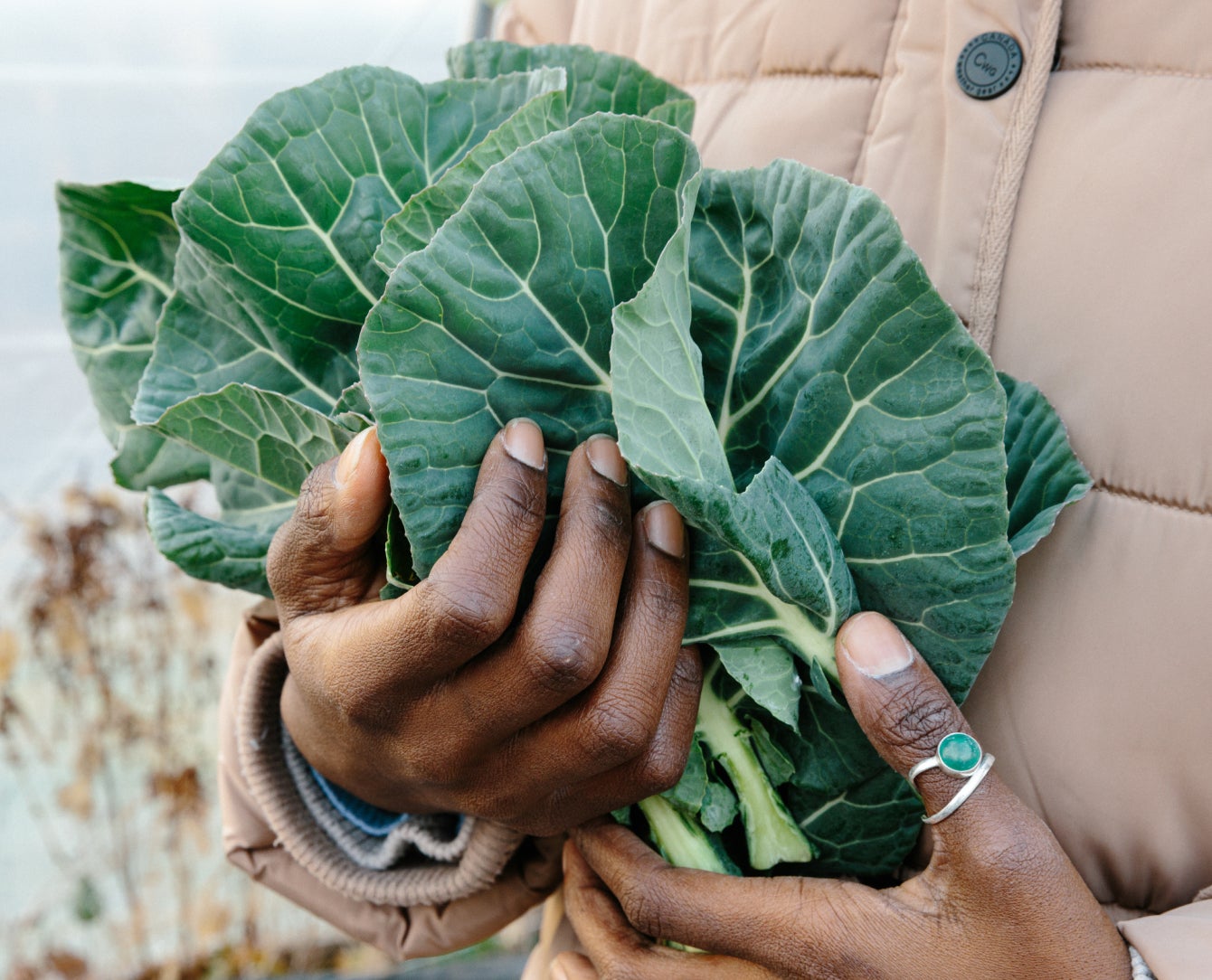 Hands hold fresh greens