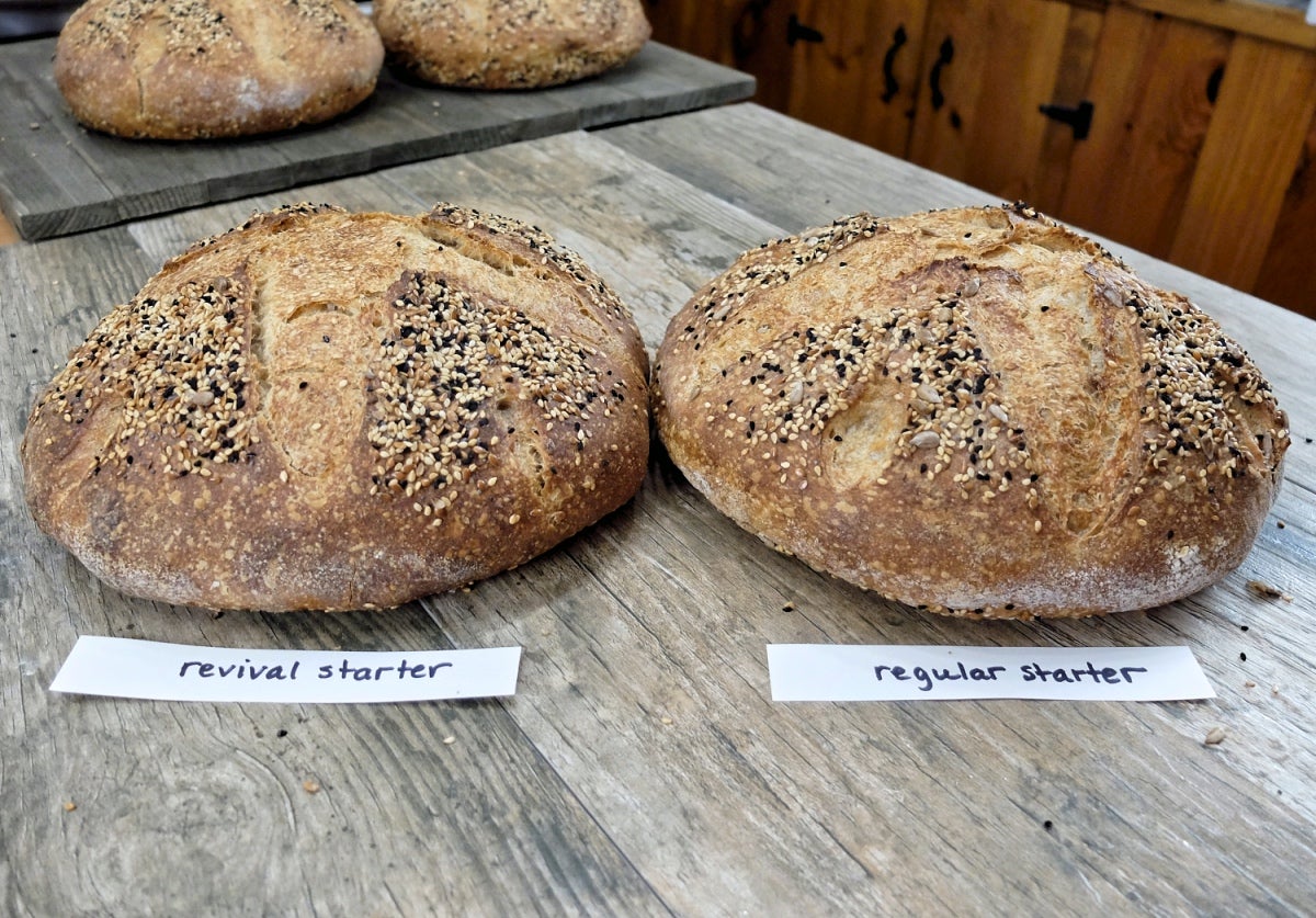 https://www.kingarthurbaking.com/sites/default/files/blog-featured/Sourdough-Starter-Troubleshooting-part-2-15_0.jpg