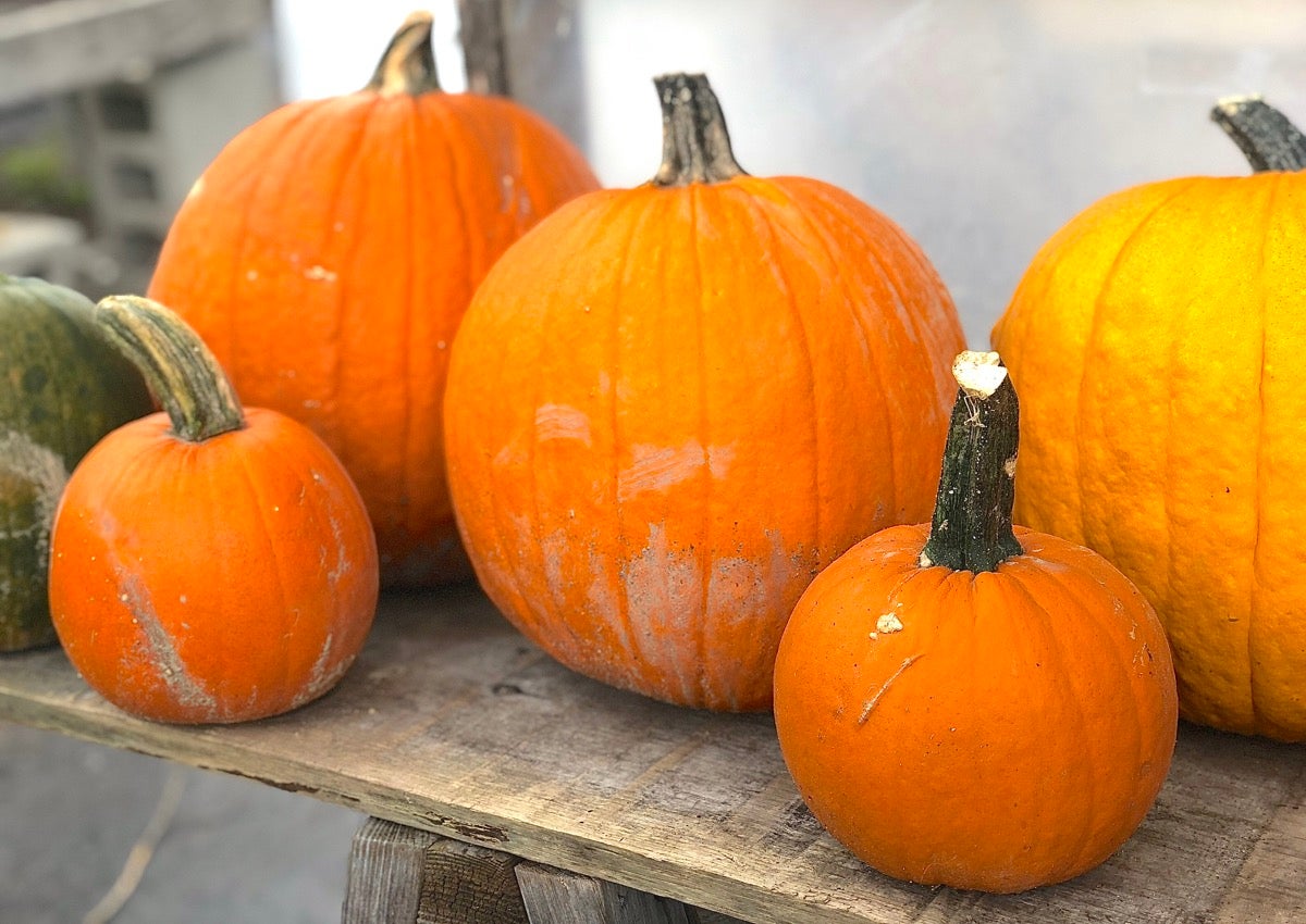 How to make homemade pumpkin puree via @kingarthurflour