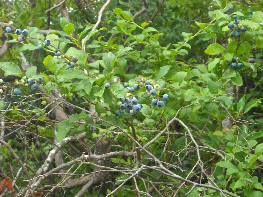 wild blueberry pie  via@kingarthurflour