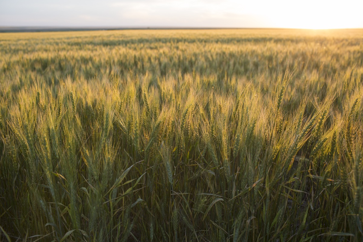 Identity-preserved wheat via @kingarthurflour