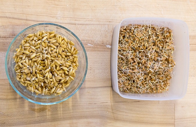 Sprouted Wheat Pain de Mie via @kingarthurflour