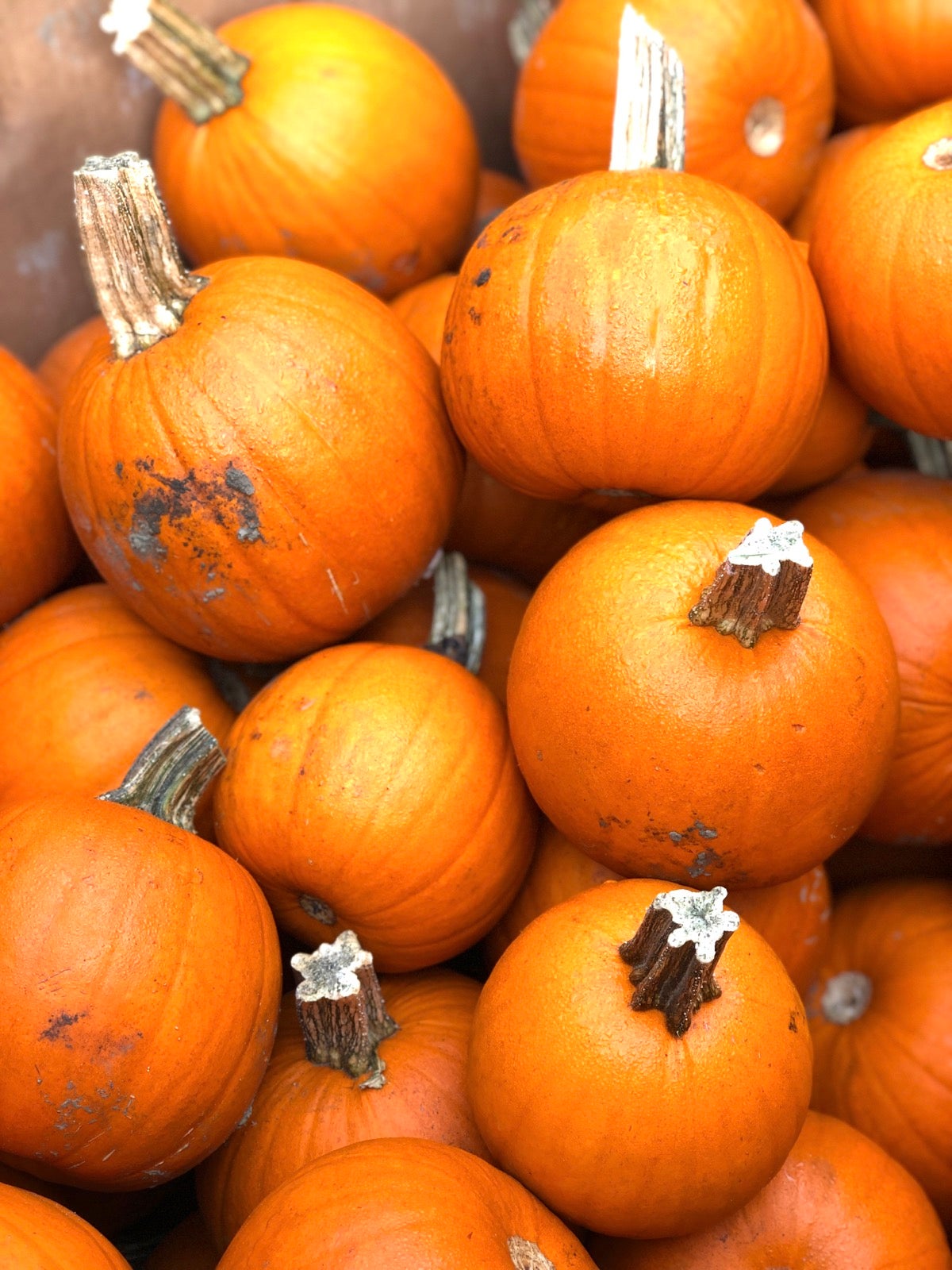 Bin of sugar pumpkins at a garden center.