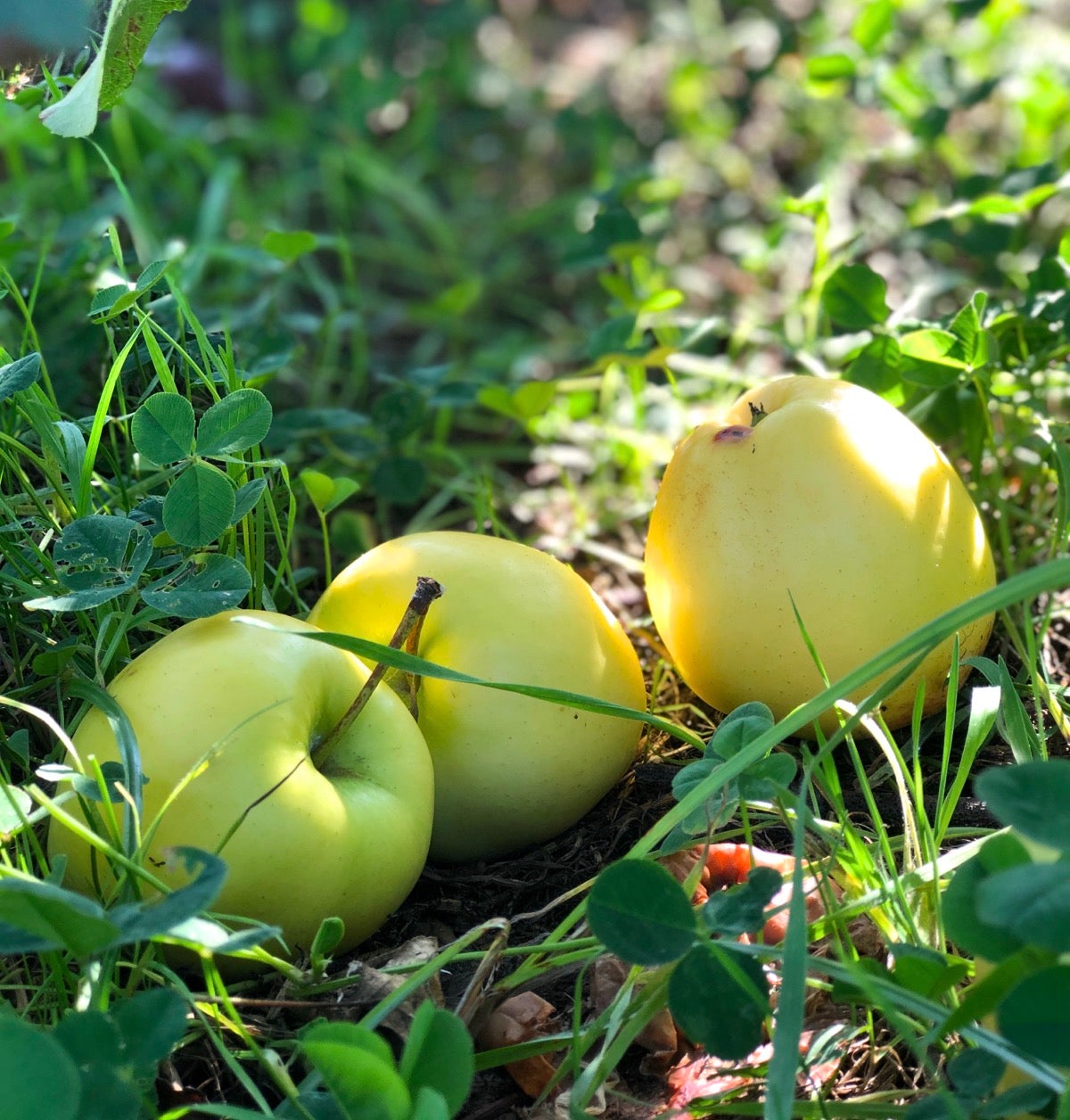 Windfall Ginger Gold apples lying  in grass at the base of a tree.