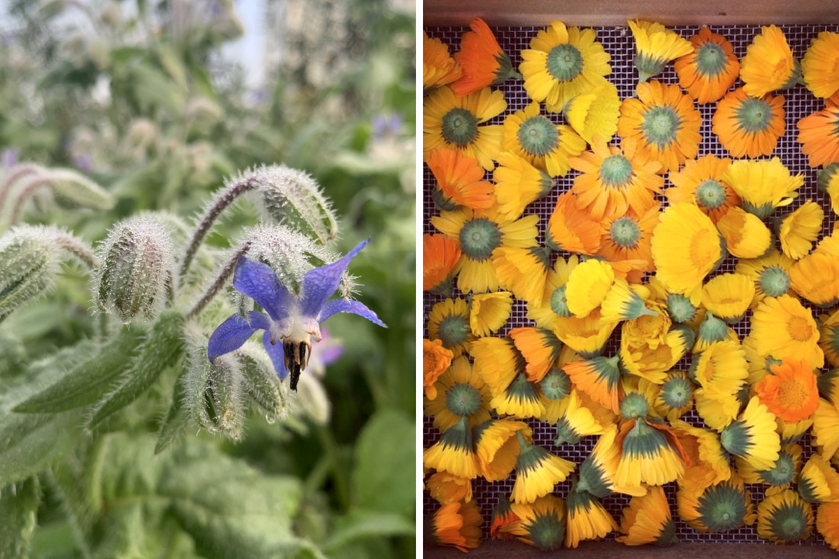 Blue borage flowers and the heads of calendula flowers being dried