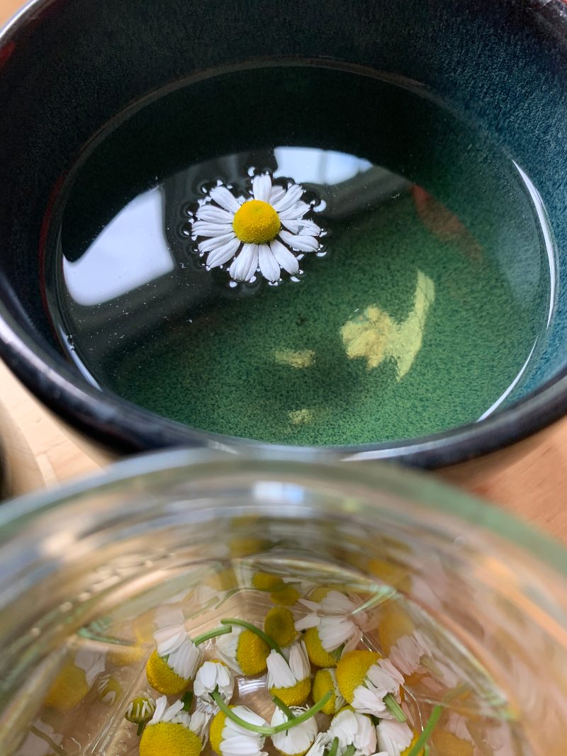Chamomile flowers steeping in water to make tea