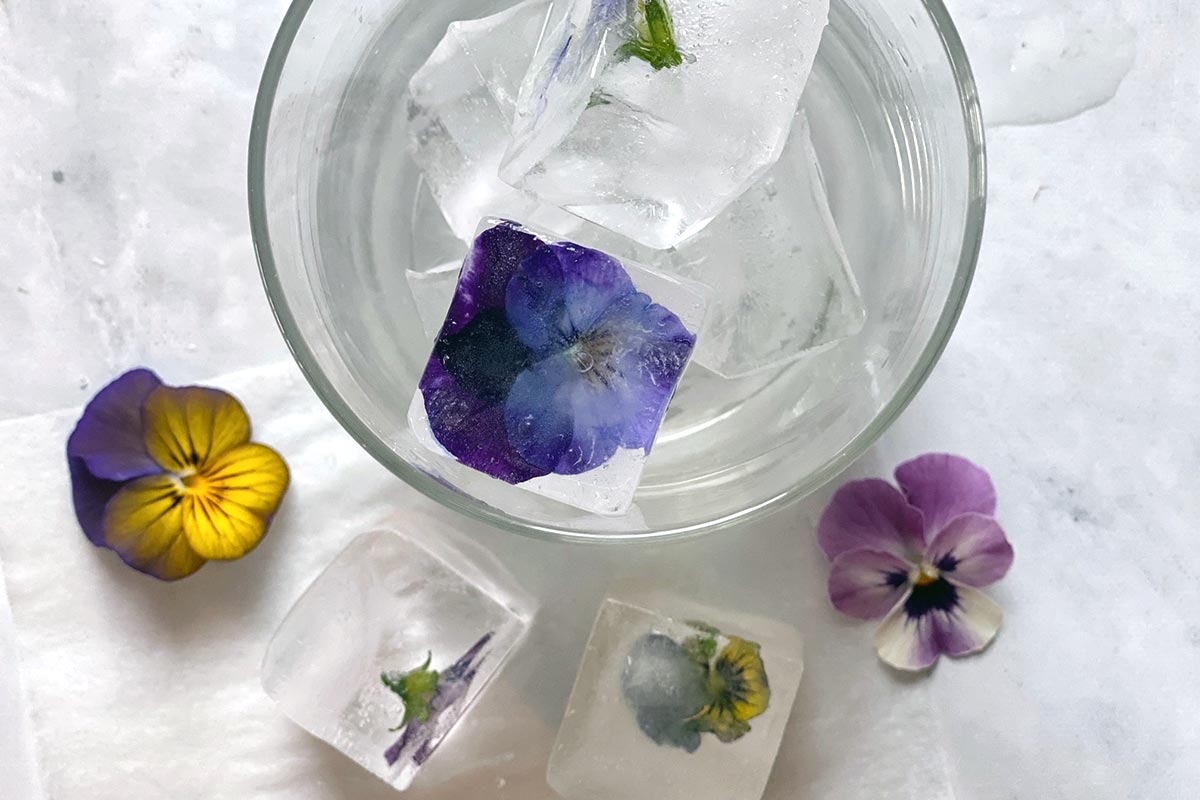 A glass with ice cubes frozen with edible flowers