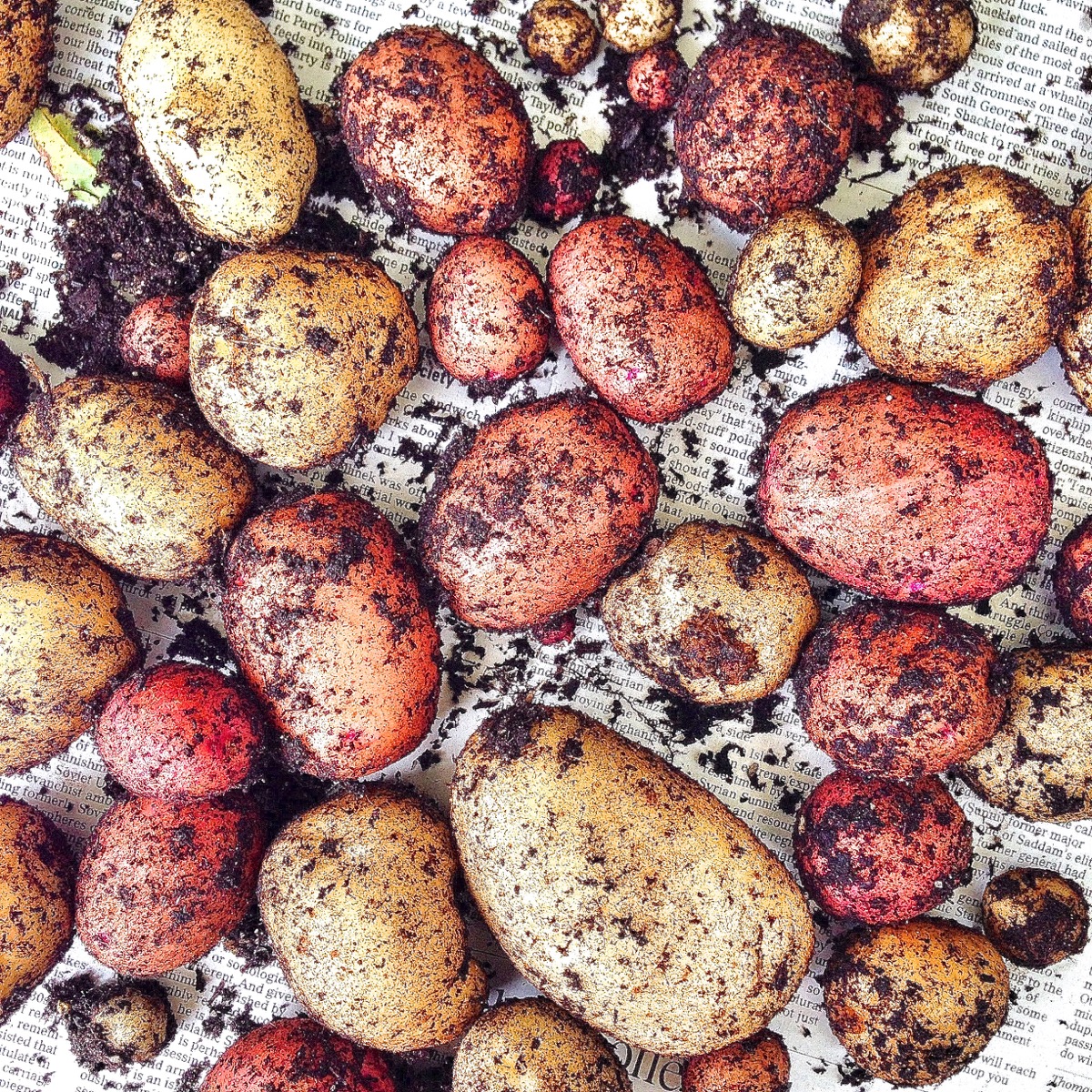 Freshly harvested red and white potatoes drying off on newsprint prior to storage.