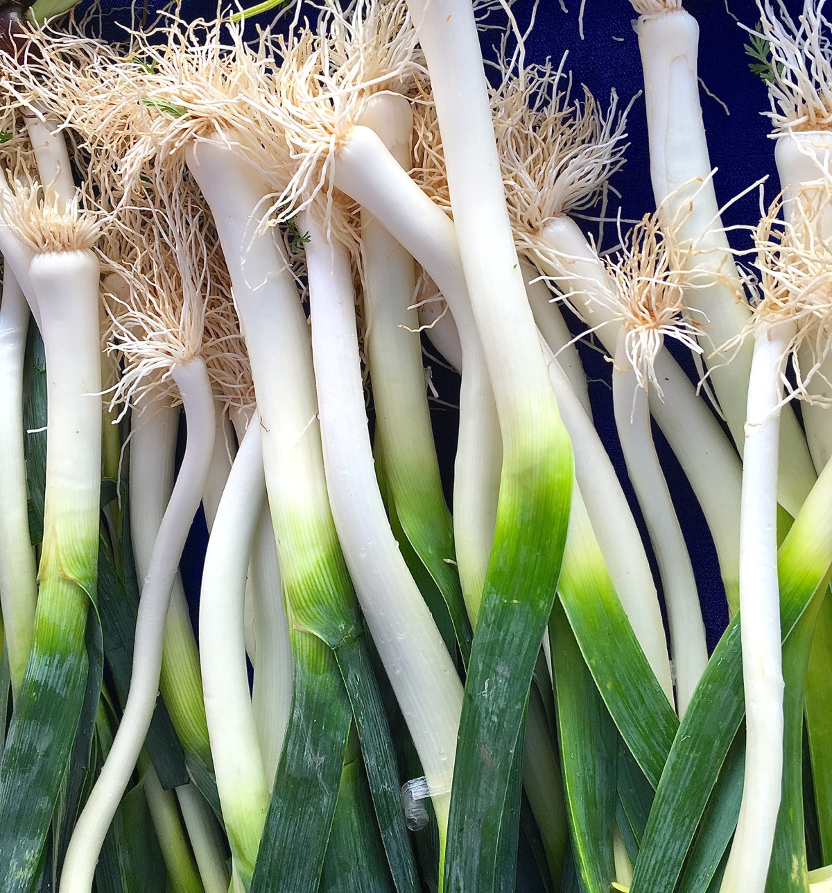 Bunches of scallions displayed at a farm stand.