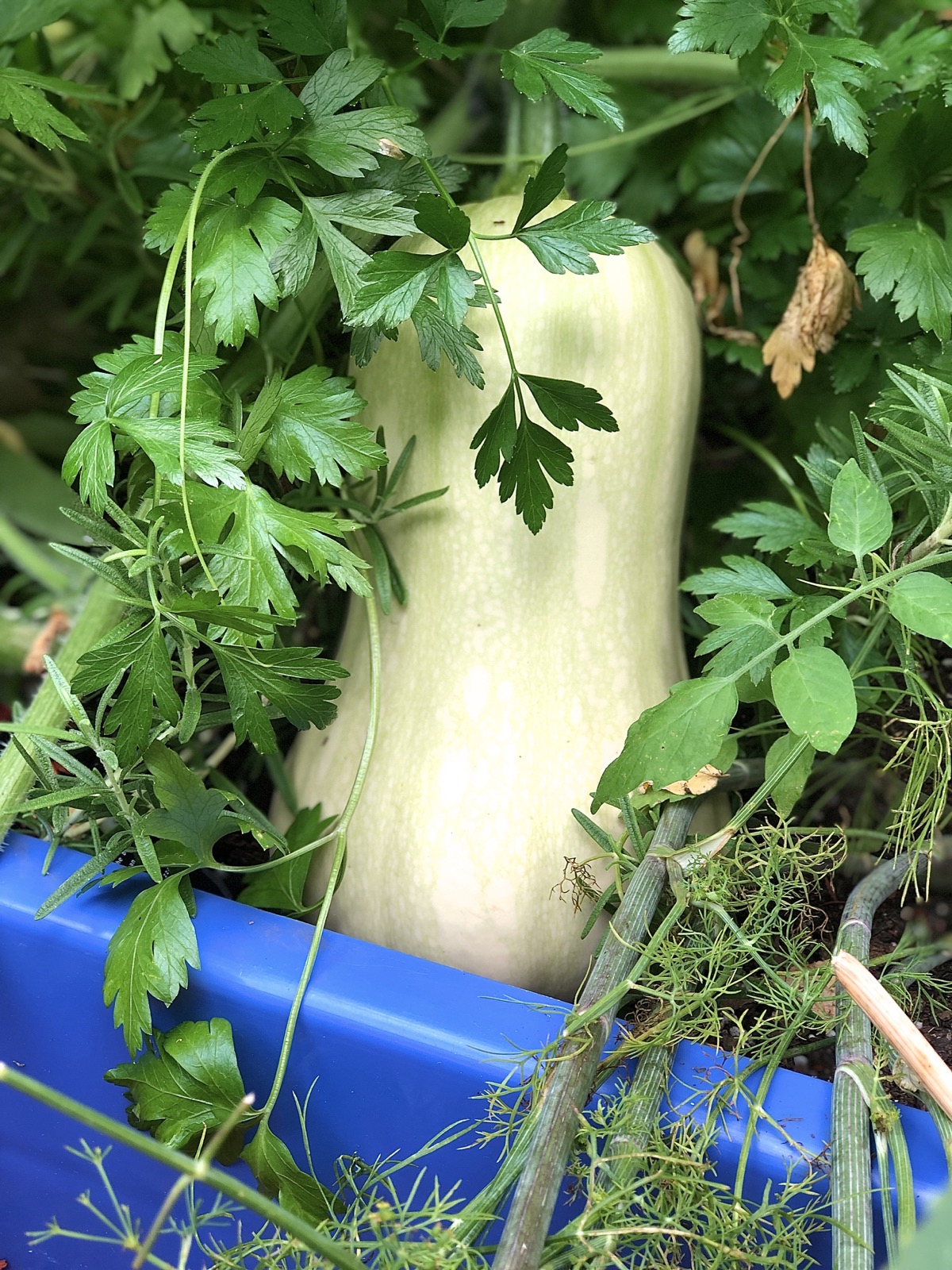 Butternut squash on the vine peeking out from amongst parsley and dill plants.