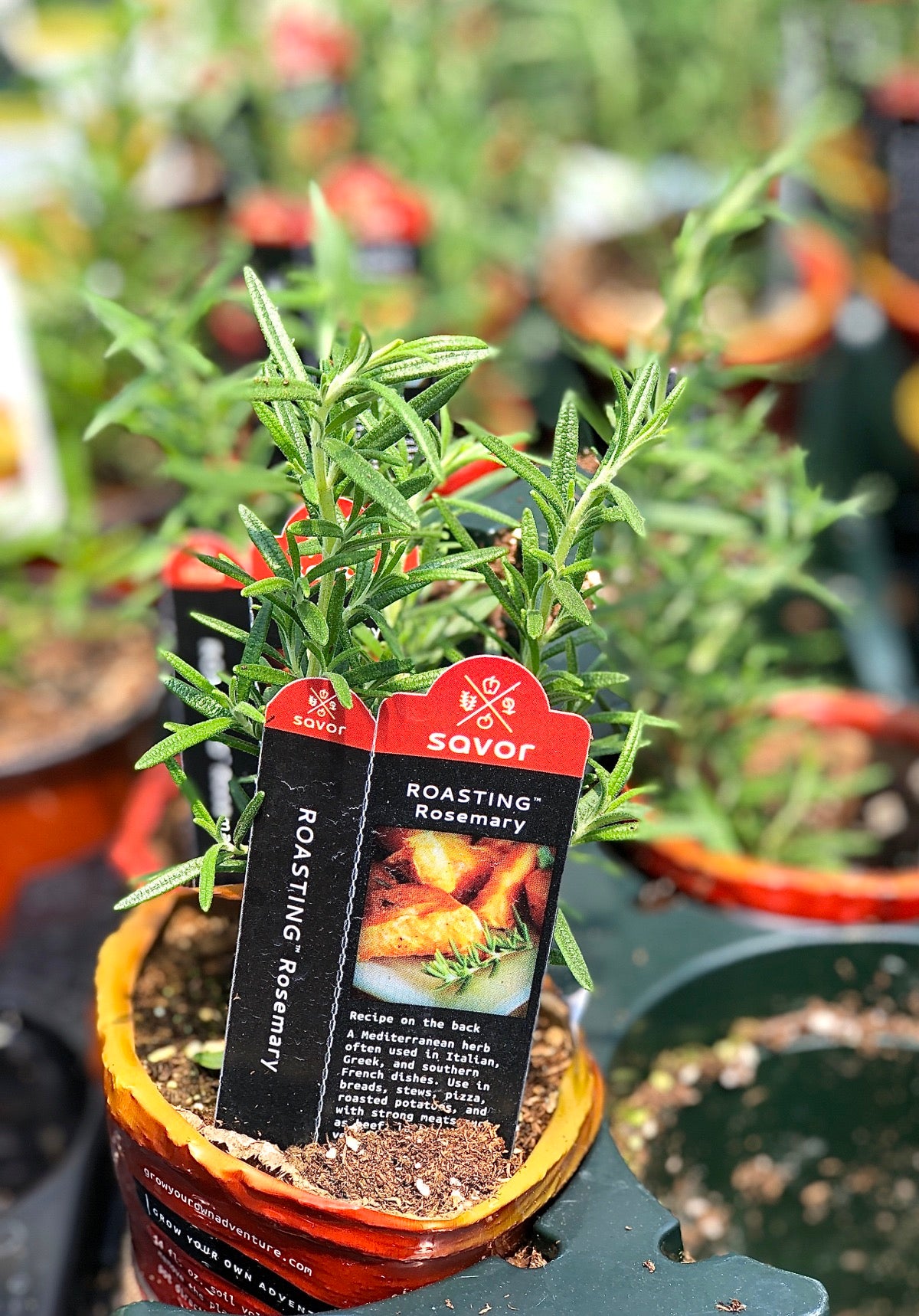 Pots of rosemary seedlings lined up at a garden center.