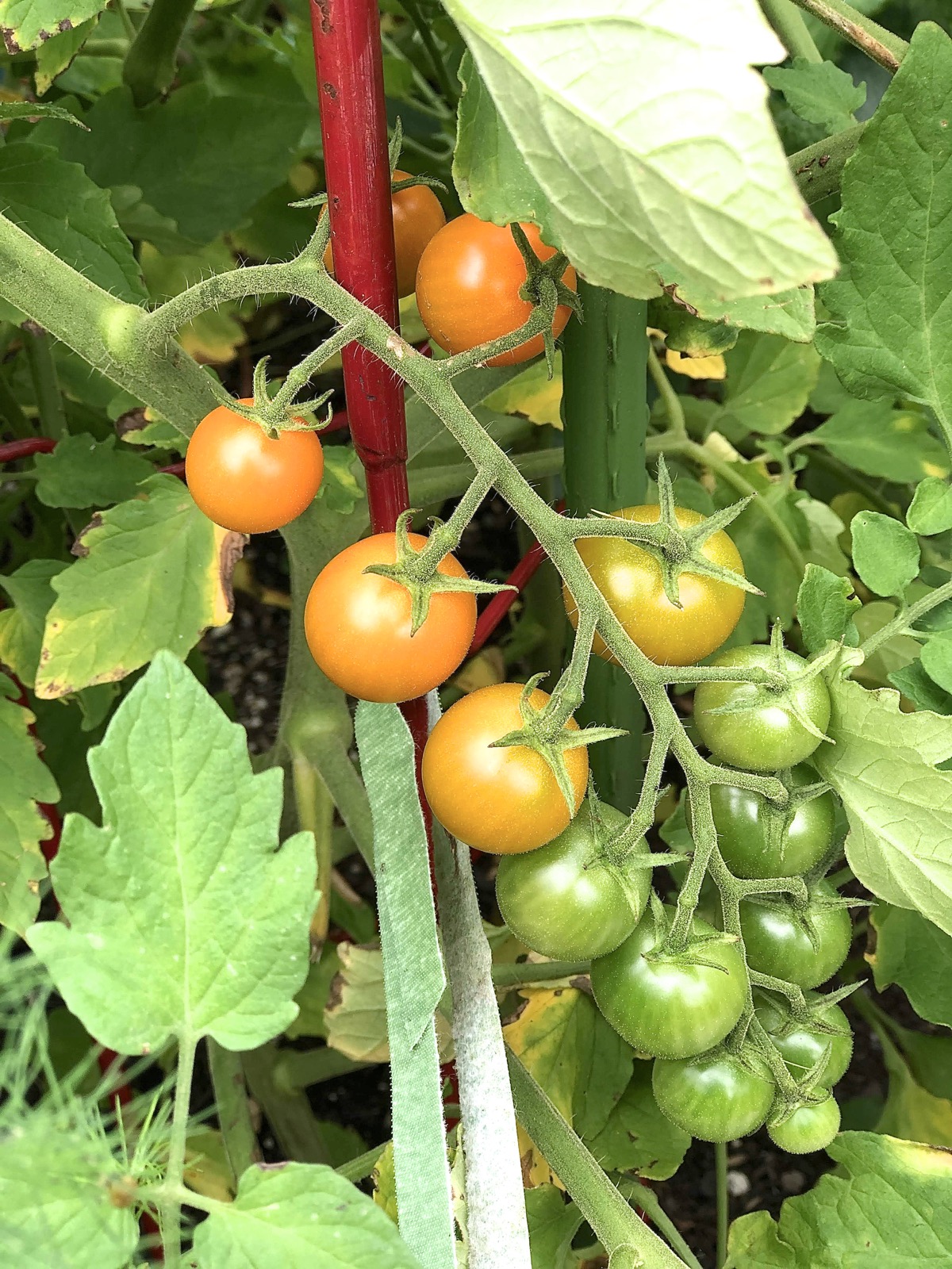 Cherry tomatoes ripening on the vine.