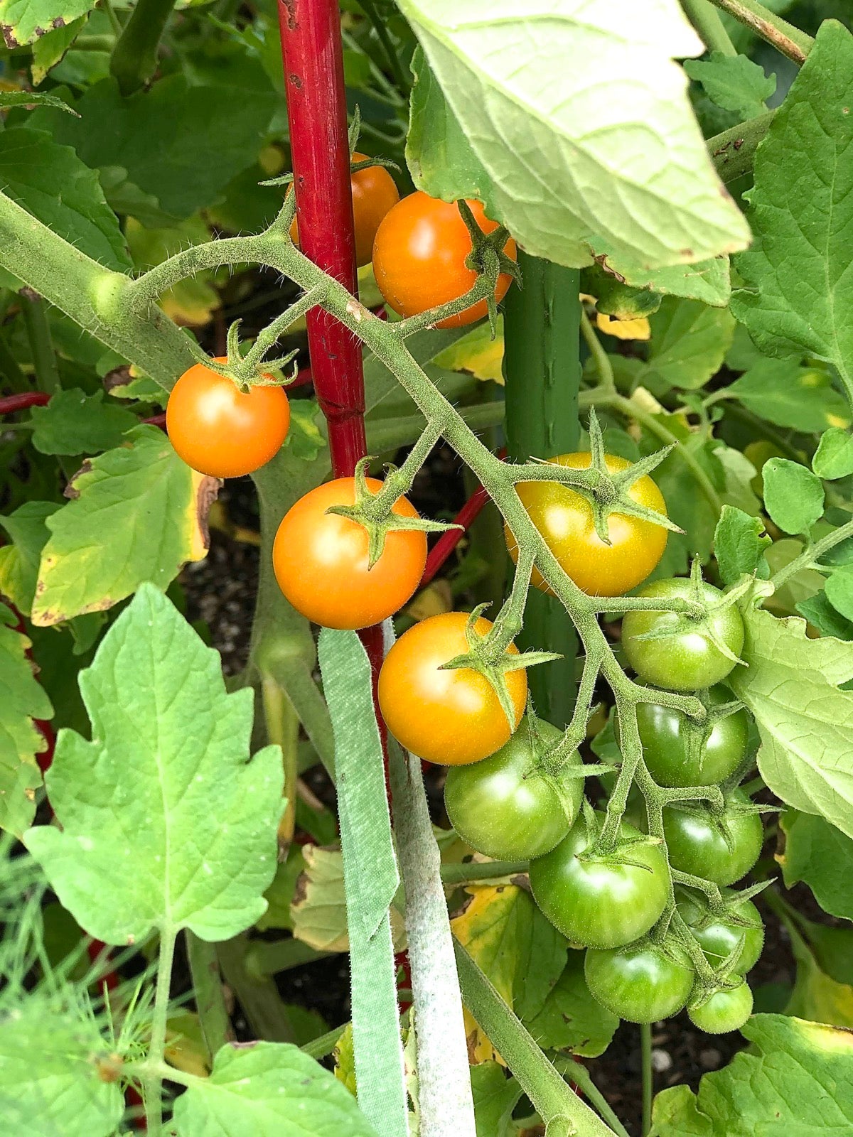 Cherry tomatoes ripening on the vine.