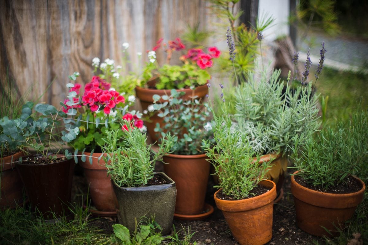 A mix of potted edible herbs