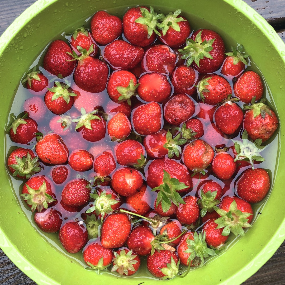 Fresh-picked strawberries soaking in a bowl of cold water with a splash of vinegar.