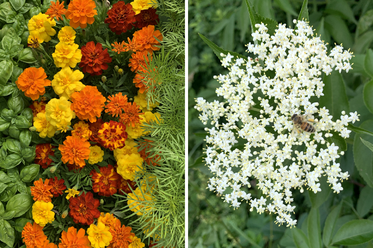 Side-by-side photos of marigolds and elderflower