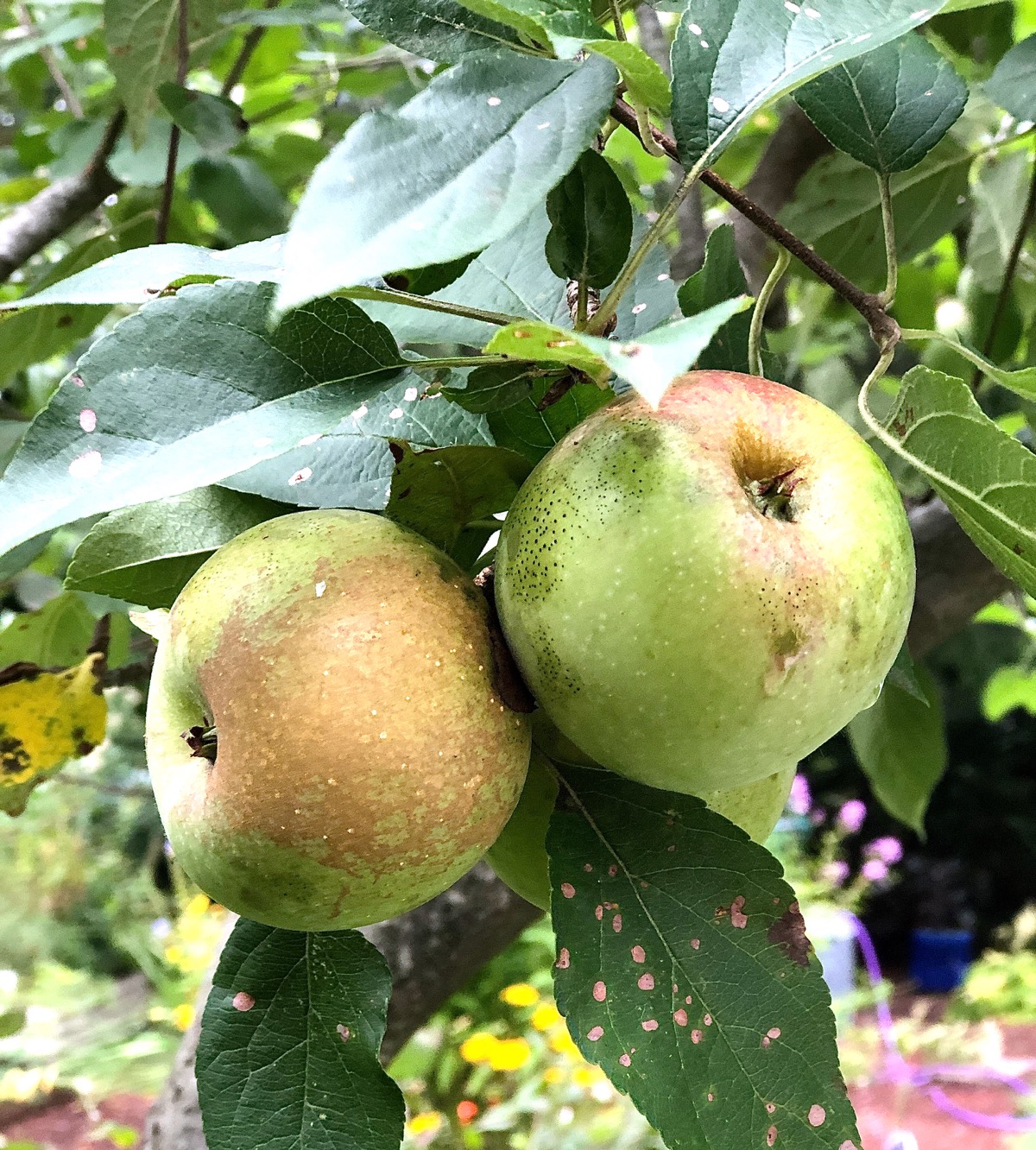 Apples growing on a tree.