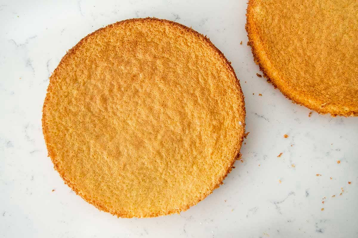 Two plain unfrosted sponge cake layers on the counter