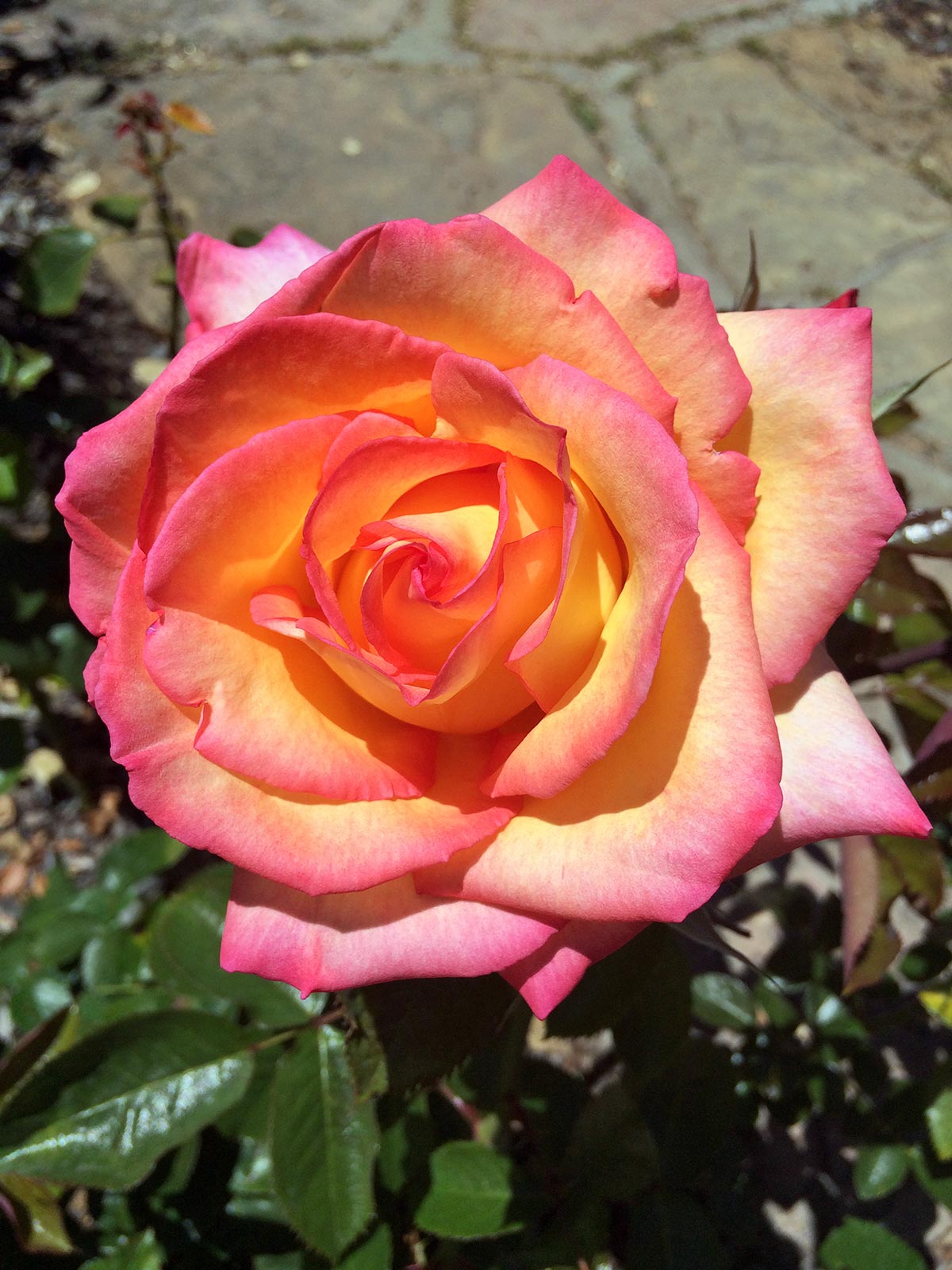 An edible pink rose with orange highlights