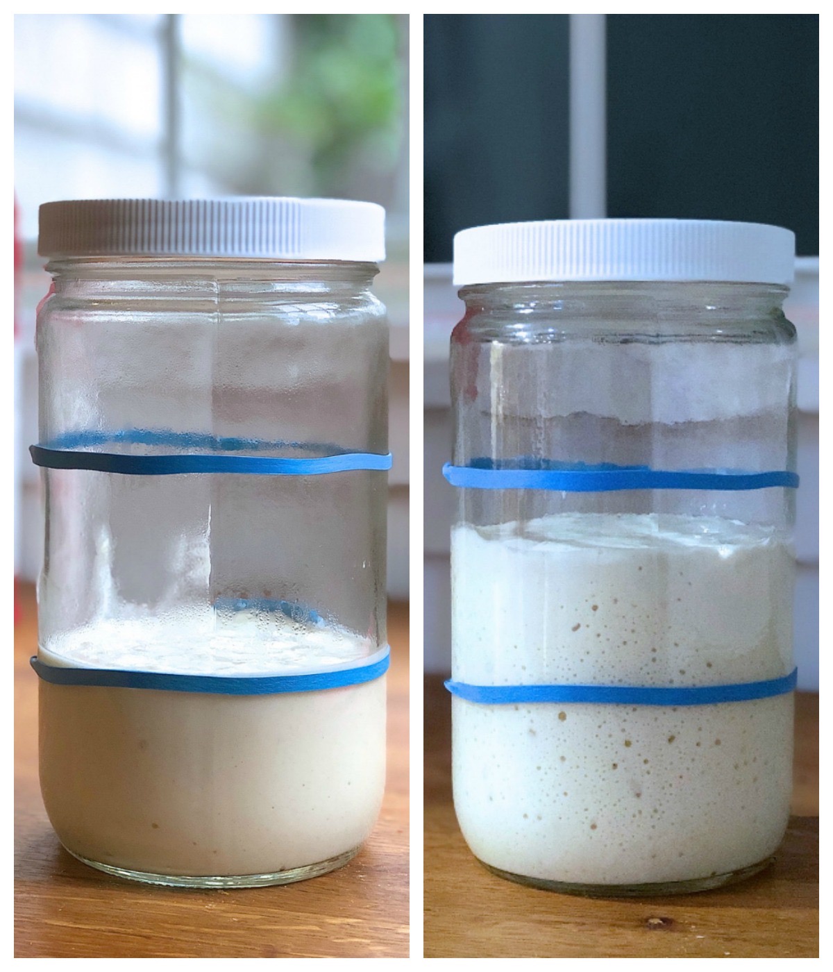 Sourdough starter, two pictures: first, ready to feed. Second, 8 hours after feeding.