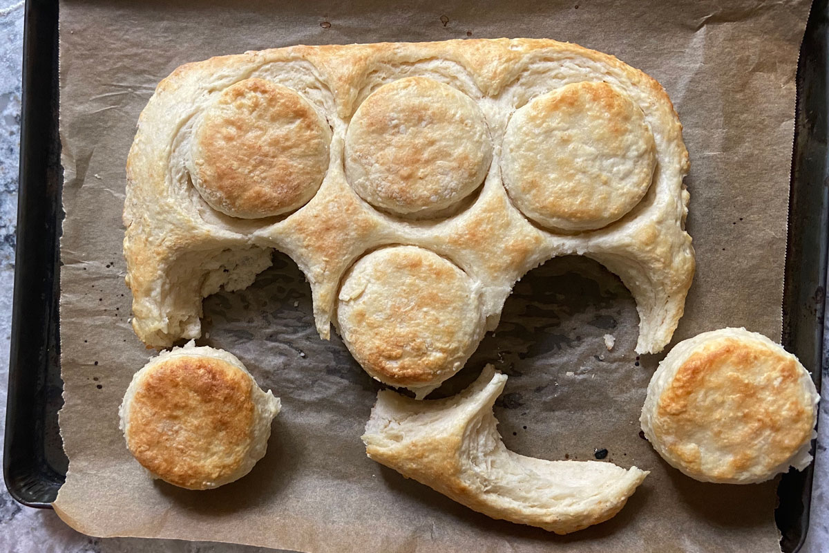 Biscuits baked and being cut out on a sheet pan