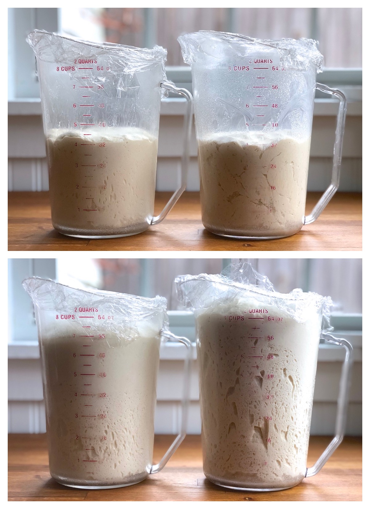 Two batches of dough in two 8-cup measuring cups, showing before and after of the rising process. 