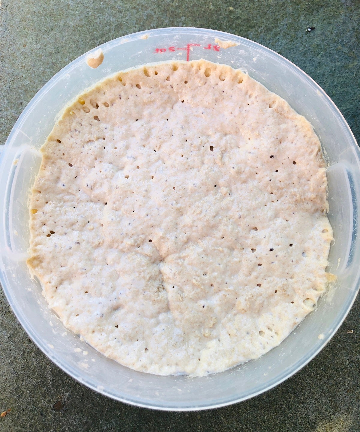 Sourdough dough in a bucket, risen.