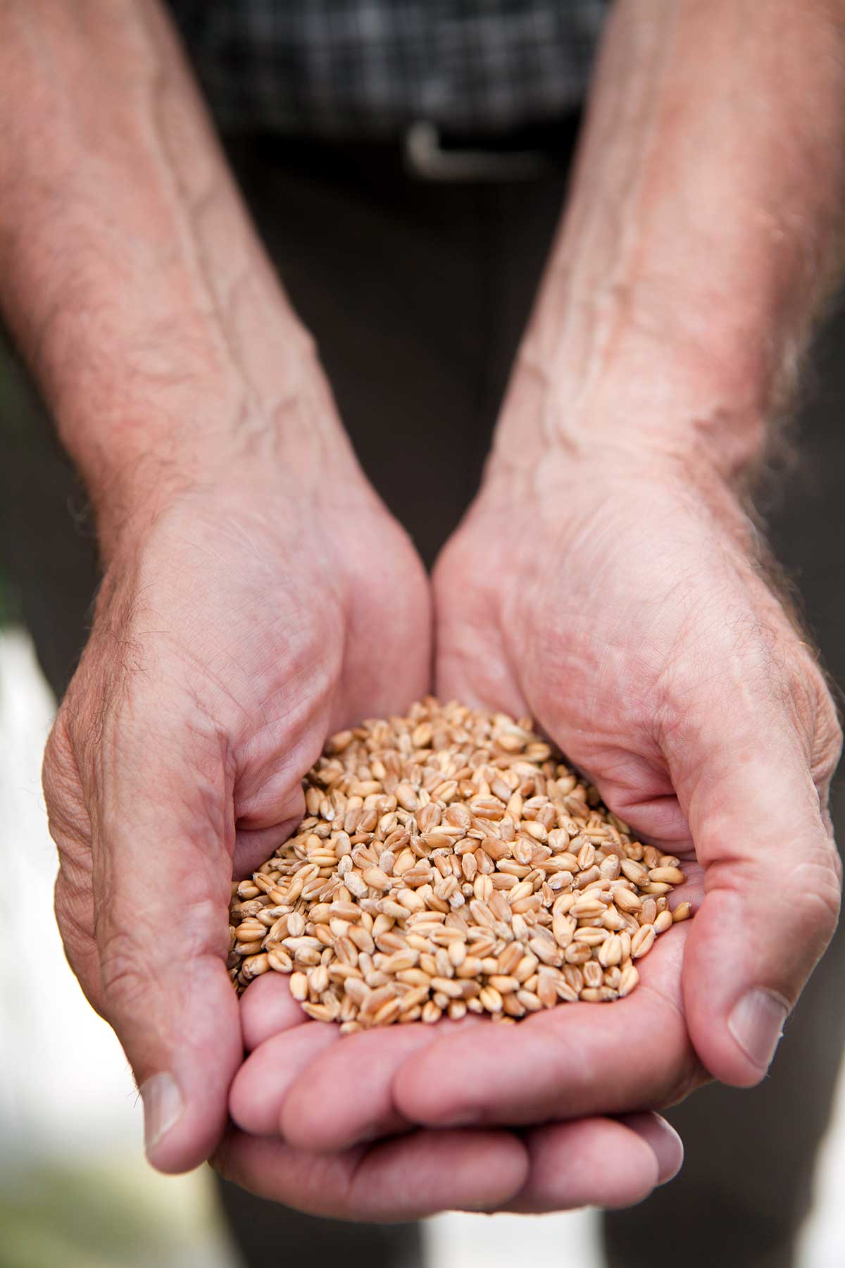 Hands holding grain