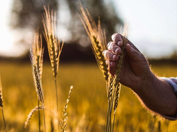 Wheat field