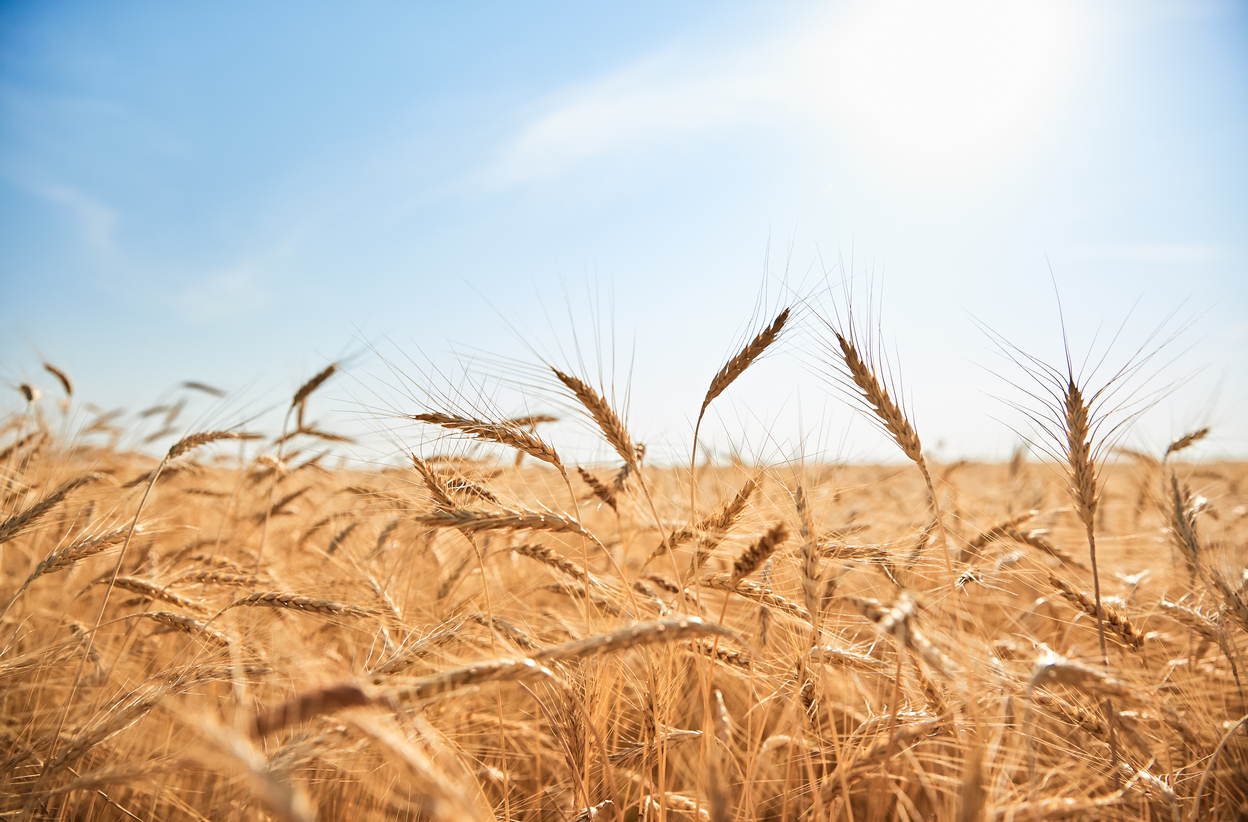 Field of organic wheat 