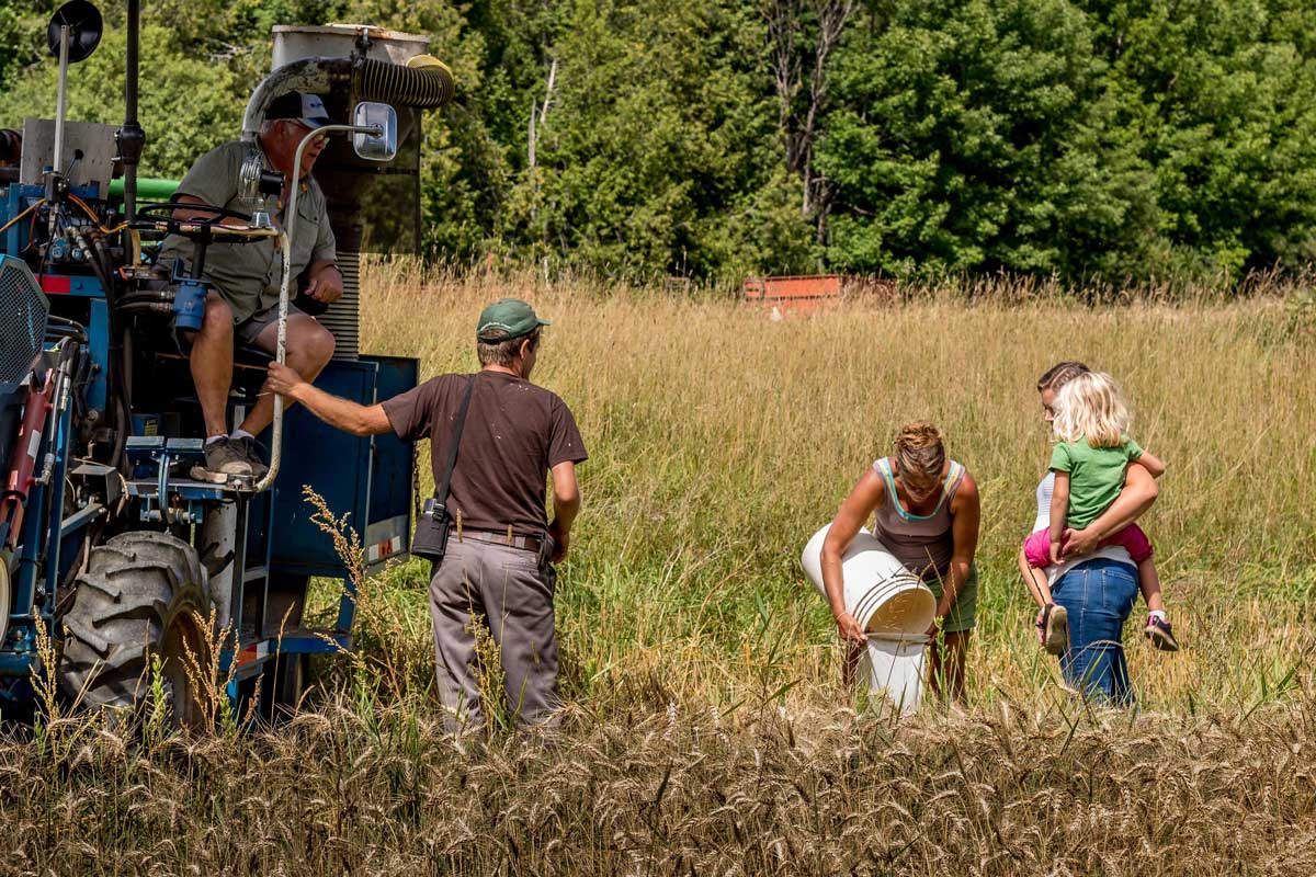 Rye being grown on the farm