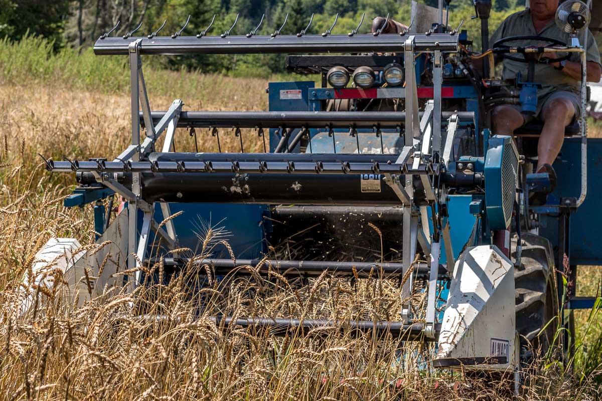 Rye being harvested in the field