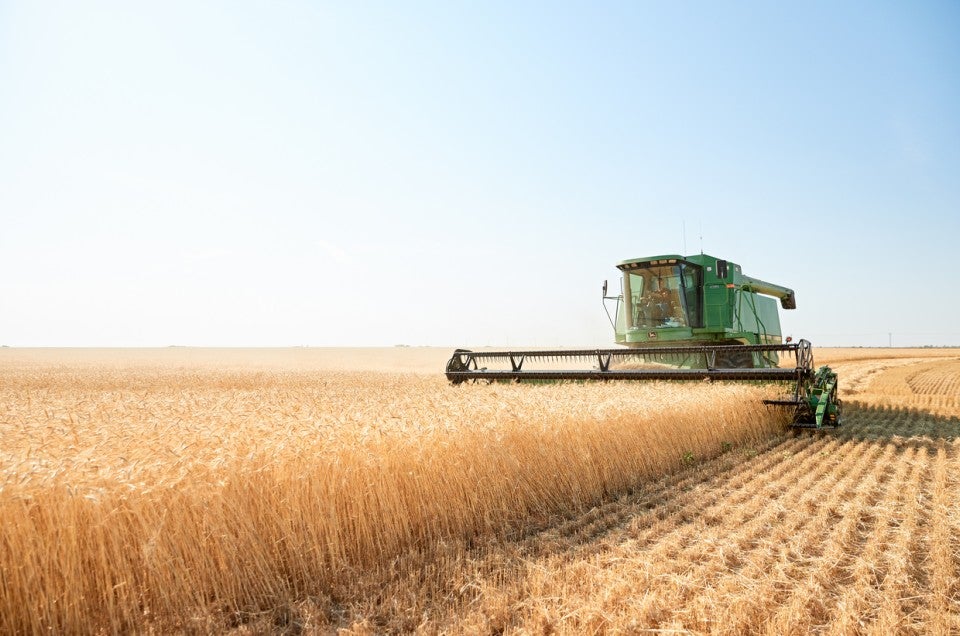 Farming organic wheat