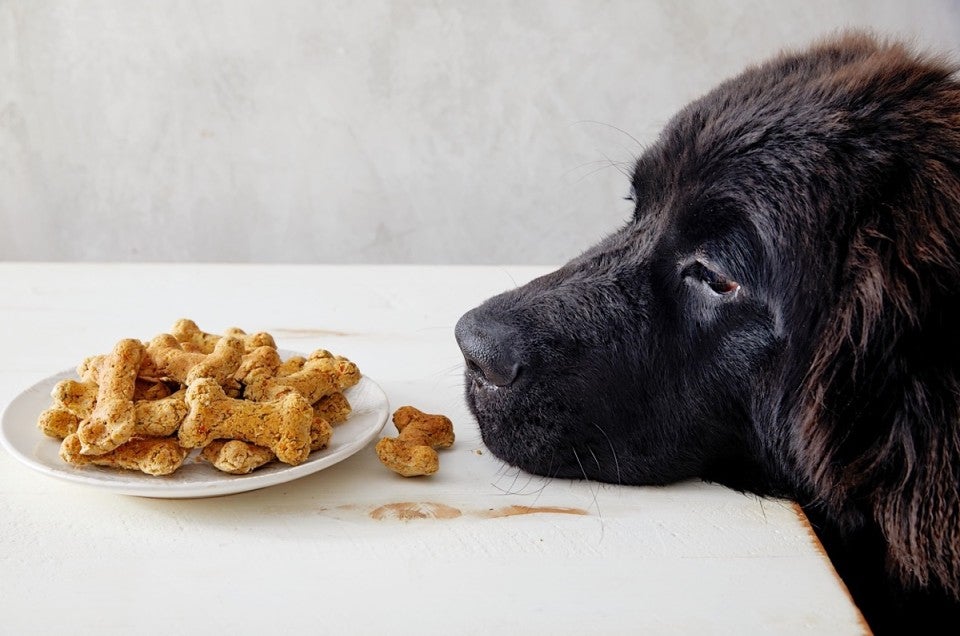 Black lab dog smelling biscuits