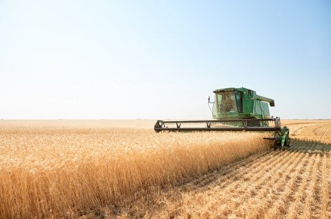 Farming organic wheat