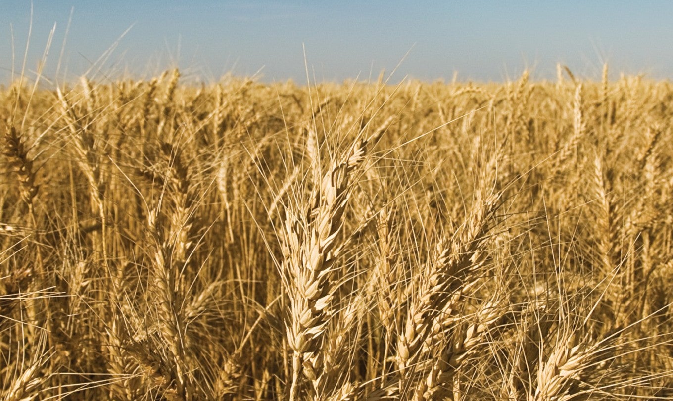 Field of wheat