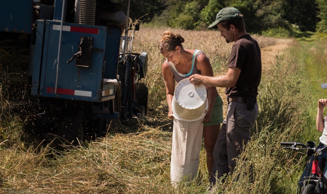 Wheat farmers