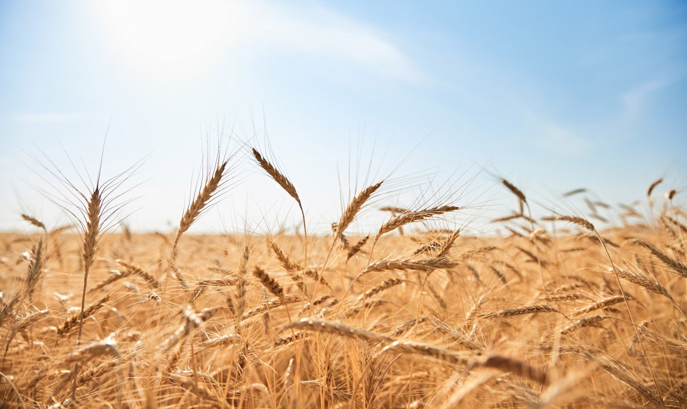 wheat fields