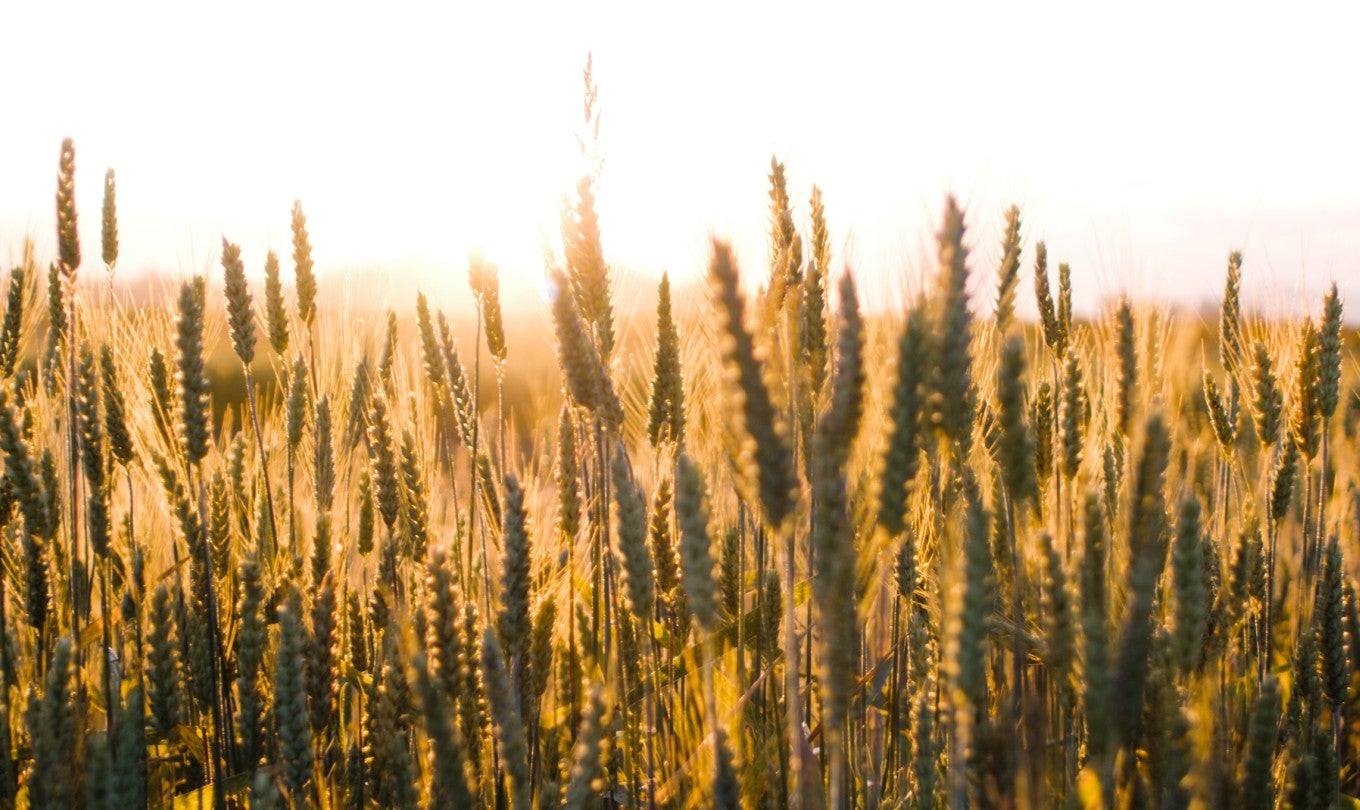 Restore nature. Build equity. Give back.