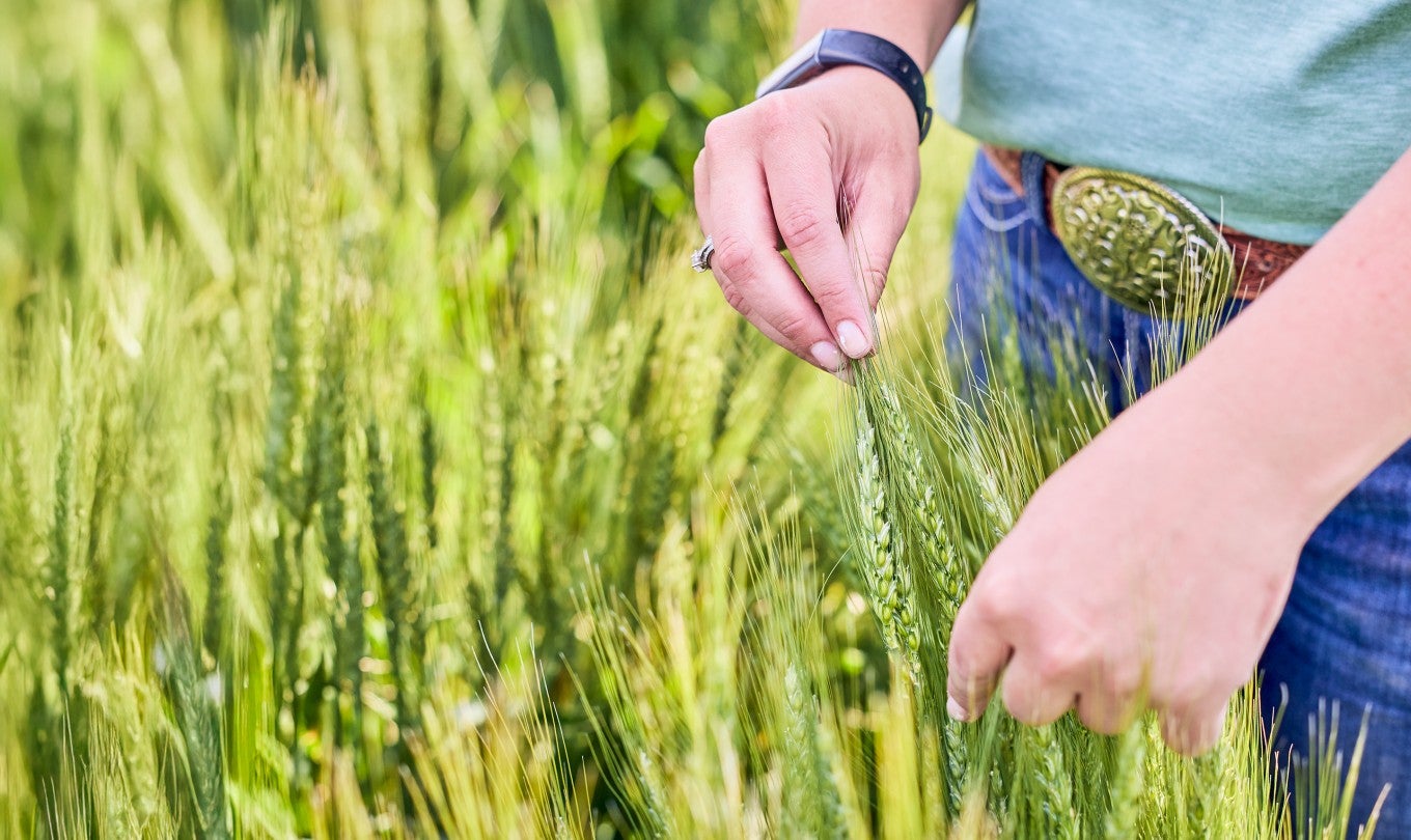 Farmer in a wheat field