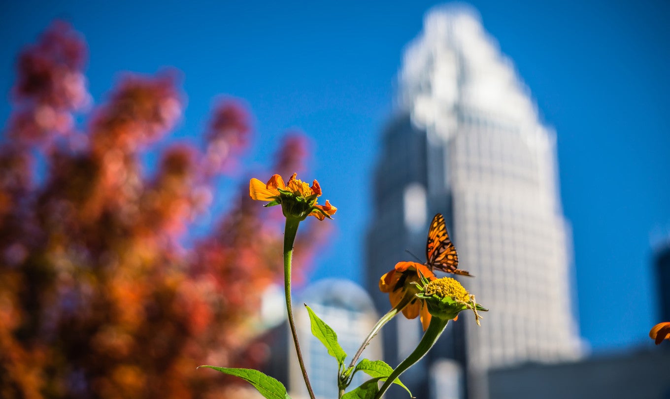 A flower and butterfly in front of a building in Charlottesville