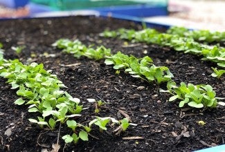 Lettuce growing in a garden