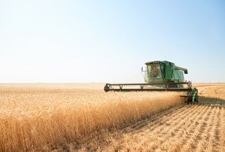 Farming organic wheat