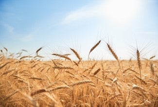 A wheat field shown on a sunny day under a blue sky.