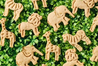 Assorted Animal Cookies in a jungle-like environment
