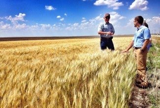 A farmer in the field