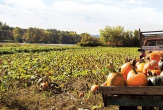 Pumpkin recipes via @kingarthurflour