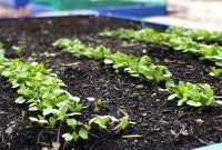 Lettuce growing in a garden