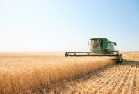 Farming organic wheat