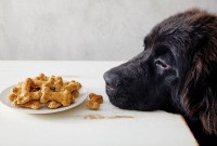 Black lab dog smelling biscuits